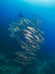 Fototapeta na wymiar School of Blackfin barracuda and Oceanic manta behind (Koh Tachai, Similan, Thailand)