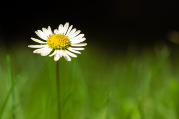 flower, daisy