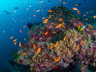 Fototapeta na wymiar Sea goldies at a hard coral bommie (Similan, Thailand)