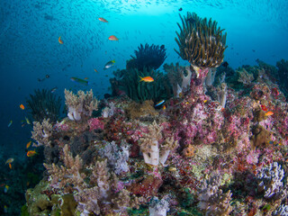 Nephthea corals and Feather stars on a rock (Similan, Thailand)