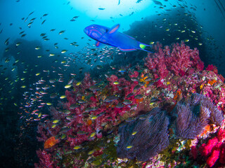 Carnation tree coral and Magnificent sea anemone with schooling small reef fish (Richelieu Rock,...