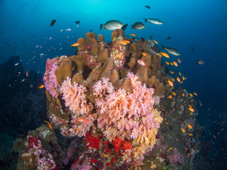 Fototapeta na wymiar Coral formation with schooling reef fish (Koh Tachai, Similan, Thailand)