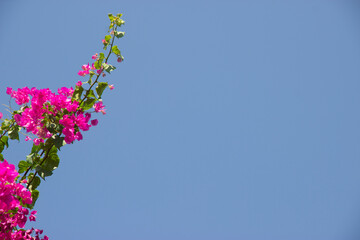Pink Bougainvillea flower under blue sky for wallpaper or backgrpund