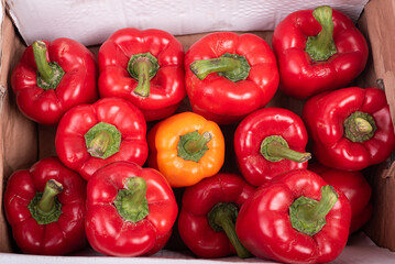A lot of fresh red Capsicum and one orange capsicum placed in the center