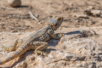 Naklejka na ściany i meble Agama, lizard, a genus of long-tailed, insectivorous Old World lizards. Animals of deserts in Israel. Close up