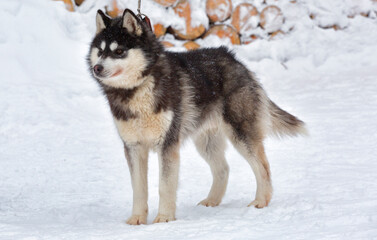 Husky dog standing in the snow