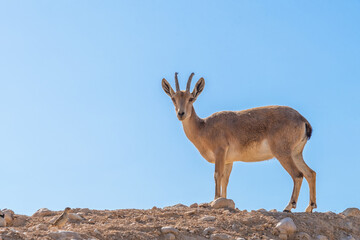 Obraz premium Dorcas gazelle in Zin Valley in the Negev Desert in Israel on the blue sky background