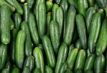 Fresh green cucumber in large amount placed in the market