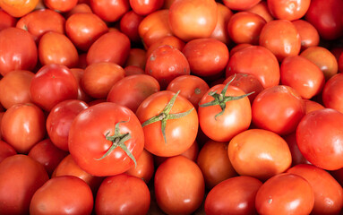 High quality red juicy tomatoes in a large quantity