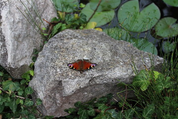 Butterfly on Rock