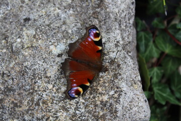 Fototapeta na wymiar Butterfly on Rock
