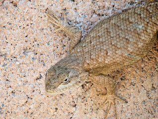 Focus Stacked Closeup Image of  Western Fence Lizard on a Wall
