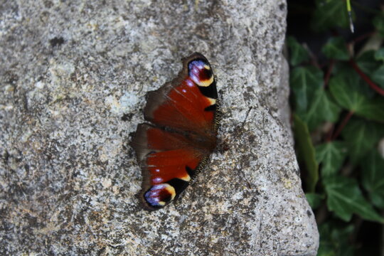 Butterfly on Rock