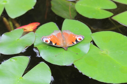 Butterfly on Water Lily