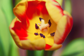 close up of a beautiful colorful tulip