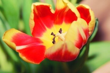 Obraz na płótnie Canvas Beautiful tulip close up Photography