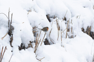 Pettirosso nella neve d'inverno