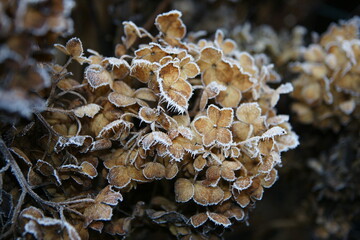 Hydrangea blossom in white frost cloupeup