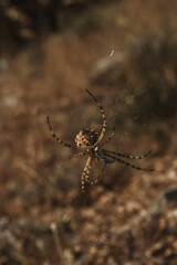 Cross spider on a web