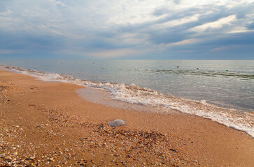 Summer beach  landscape with dramatic dark sky, a jellyfish on the sand. Azov sea, Ukraine.