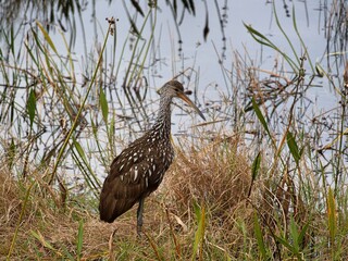 limpkin with a side eye