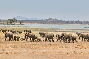 A herd of African elephants in Vwaza, Malawi