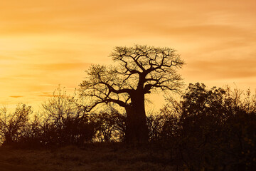 Silhouette of a baobab tree during sunset