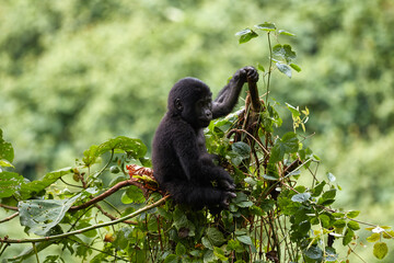 Baby gorilla playing in the forest of Bwindi, Uganda