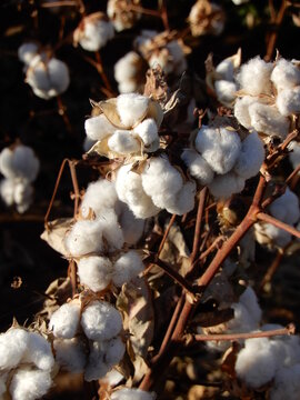 Arizona cotton ready for harvest
