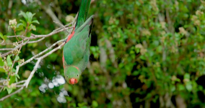 Australian King Parrot 4K slow motion on tree branch looking around in national park	