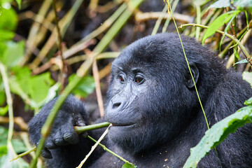 Adult woman gorilla eating in Bwindi National Park, Uganda