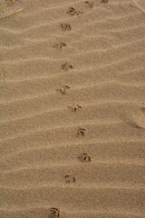 Bird footprints in the sand