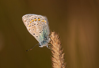  Polyommatus icarus;  Common blue.,