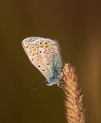 Polyommatus icarus, Common blue.