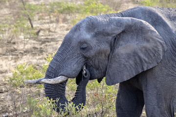 Elephant (Loxodonta) eating in the African bush, Kruger National Park South Africa