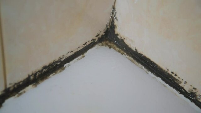 A gloved hand sprays mildew control. The fungus started in the silicone putty in the shower stall. disinfection and cleaning