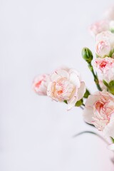 Small delicate white with pink rim carnation flowers on a white background