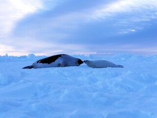 キスするあざらしの親子（カナダのマドレーヌ島近くの流氷の上にて） © Traveller Tomo