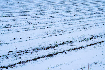 Agro field landscape on winter evening in blue colors