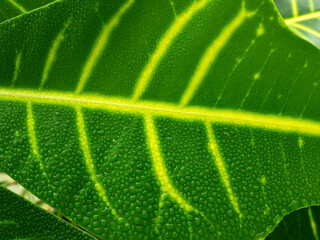 Green leaf with droplets