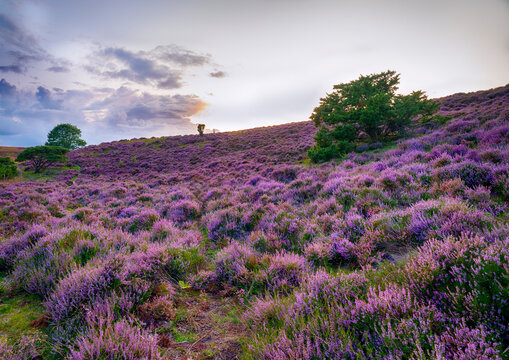 Purple pink heather in bloom in Viborg - Danmark