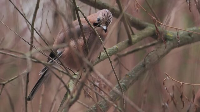 Eurasian jay or Garrulus glandarius is sitting on frozen branch. Curious bird in winter forest.