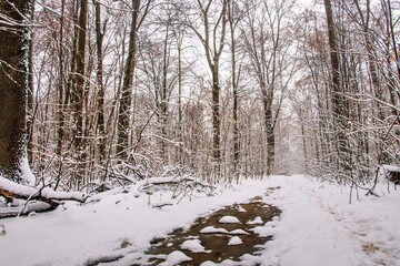 Winter forest with beautiful view.Falling snow.White Christmas in Bucharest