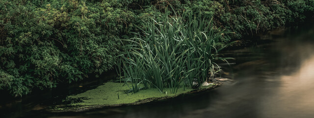 Long exposure close-up of the flowing stream. Panoramic shot. High resolution sharp photo. Panorama banner.