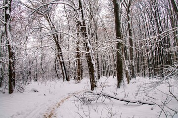 Winter forest with beautiful view.Falling snow.White Christmas in Bucharest