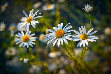 Chamomile flowers on a summer meadow natural plant background.