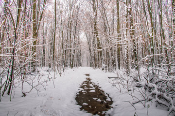 Fototapeta premium Winter forest with beautiful view.Falling snow.White Christmas in Bucharest