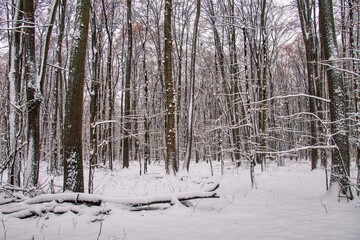 Fototapeta premium Winter forest with beautiful view.Falling snow.White Christmas in Bucharest