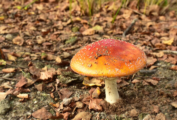 Red mushroom amanita toxic, also called panther cap. False blusher amanita mushroom in the forest against the background of green vegetation