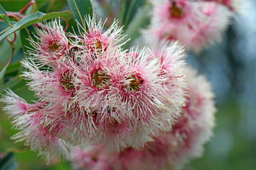 Pink and white blossoms and buds of the Australian native Corymbia Fairy Floss, family Myrtaceae....